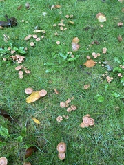 Laccaria laccata