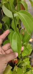 Cinnamomum burmanni