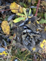 Rabdophaga strobiloides