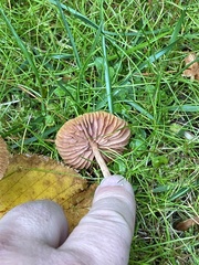 Laccaria laccata