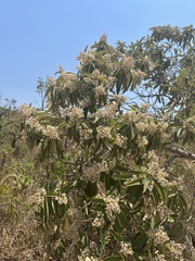 Miconia albicans
