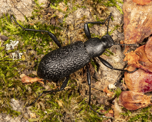Roughened Darkling Beetle