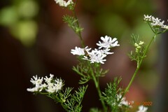 Sphaerophoria contigua