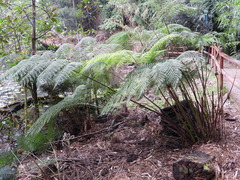 Lophosoria quadripinnata