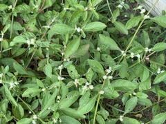 Alternanthera ficoidea