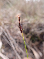 Schoenus lepidosperma