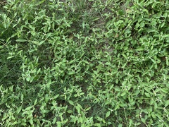 Alternanthera ficoidea