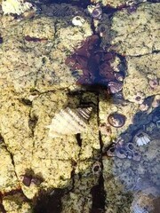 Muricidae