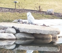 Bubo scandiacus