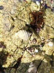 Muricidae