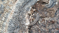 Enhydris subtaeniata