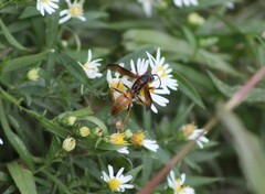 Polistes rubiginosus