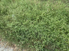 Alternanthera ficoidea