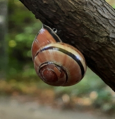 Cepaea nemoralis
