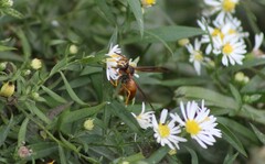Polistes rubiginosus