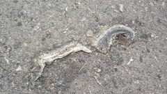 Enhydris subtaeniata