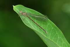 Argia fumipennis