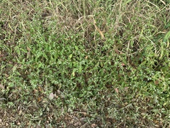 Alternanthera ficoidea