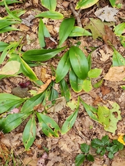 Clintonia borealis