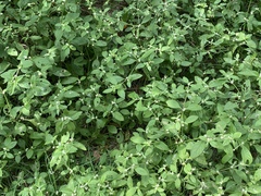 Alternanthera ficoidea