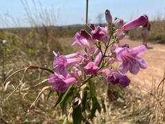 Bignoniaceae