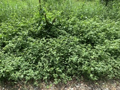 Alternanthera ficoidea