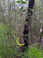 Acacia ulicifolia