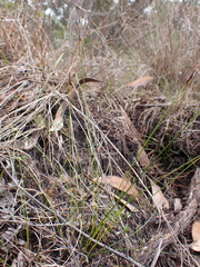 Schoenus lepidosperma