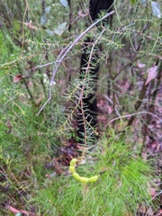 Acacia ulicifolia