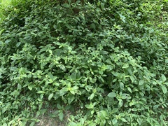 Alternanthera ficoidea