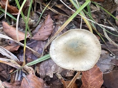 Psilocybe serbica