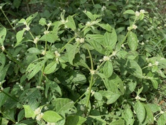 Alternanthera ficoidea
