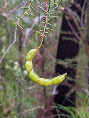 Acacia ulicifolia