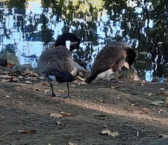Branta canadensis
