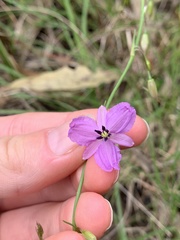 Arthropodium strictum