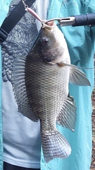 Oreochromis niloticus