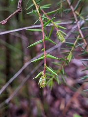 Acacia ulicifolia