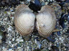 Clinocardium nuttallii