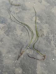 Zostera marina