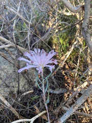 Petrophile linearis