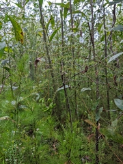 Acacia ulicifolia