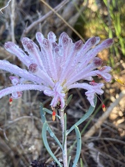 Petrophile linearis