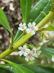 Myoporum insulare