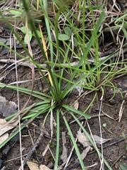 Arthropodium strictum