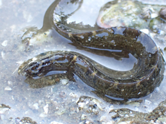 Pholis ornata