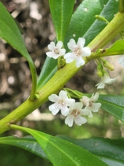 Myoporum insulare