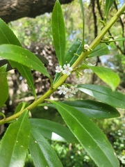 Myoporum insulare