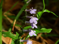 Lobelia elongata