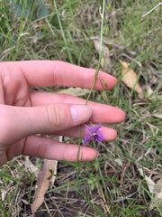 Arthropodium strictum