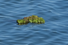 Salvinia molesta